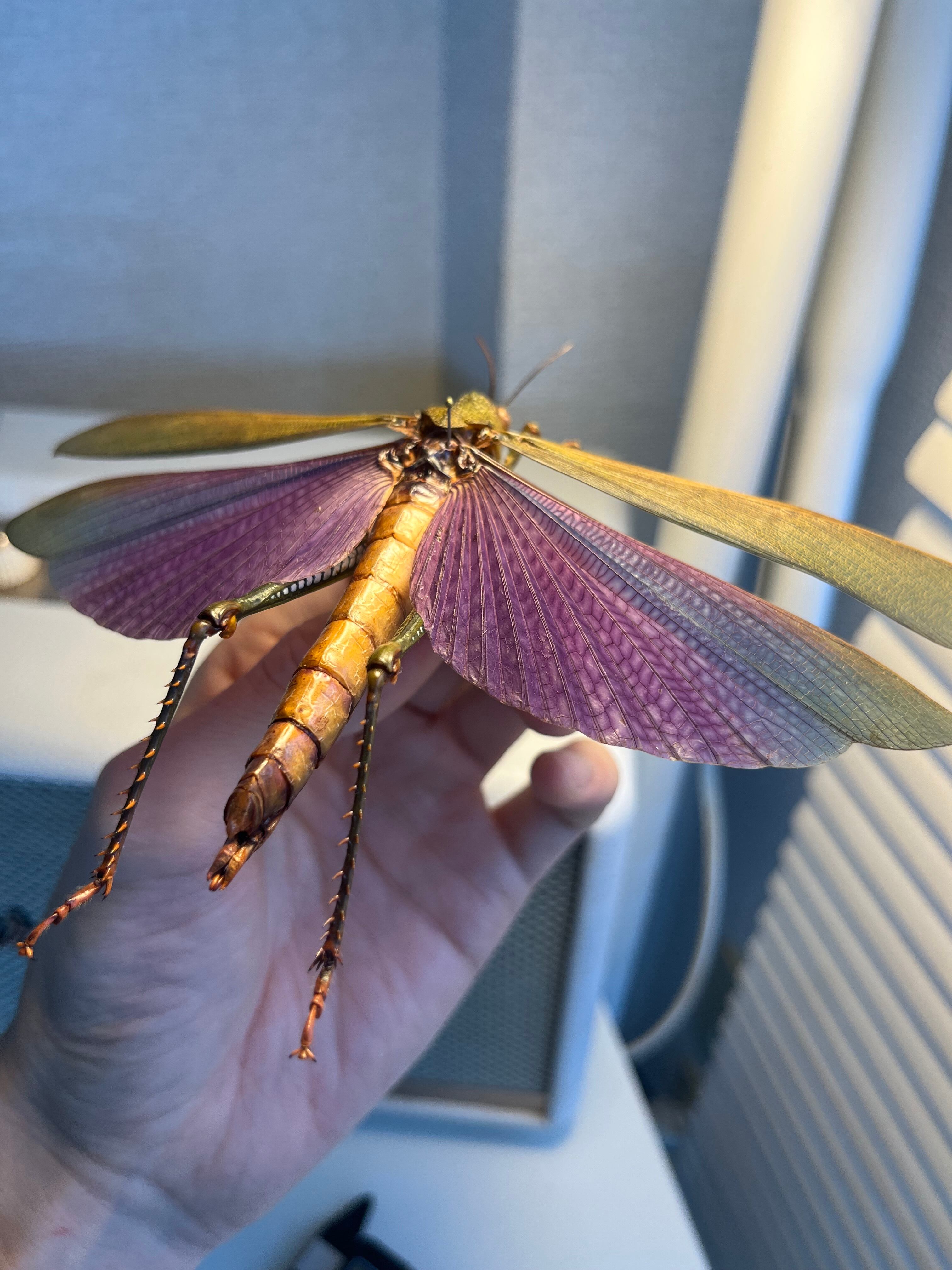 飛蝗最大級】シタムラサキオオバッタ 昆虫標本 直翅類 カマキリ