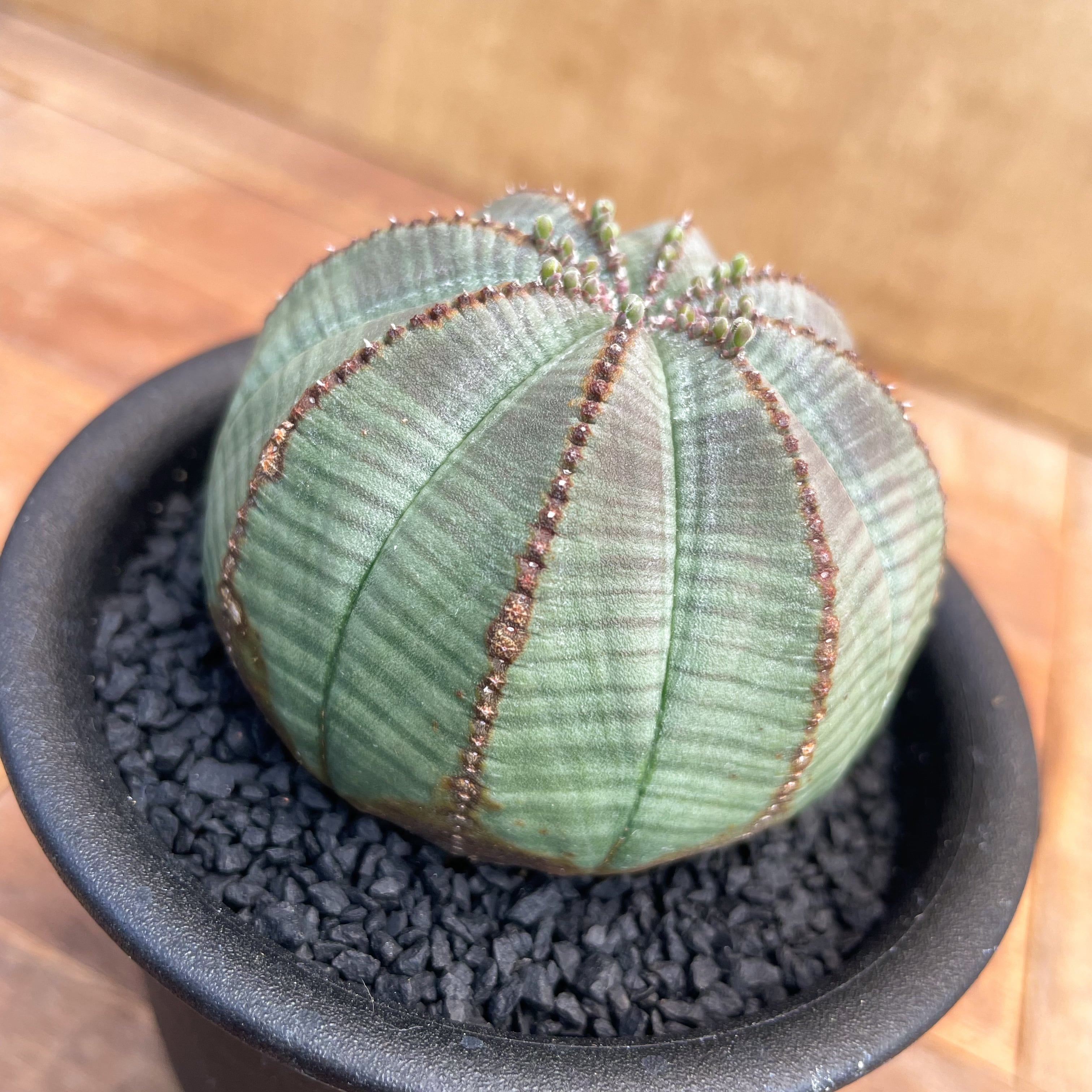 オベサ　オールド　オス・メスペアセット　鉢付き オベサ オールド オス・メスペアセット 鉢付き