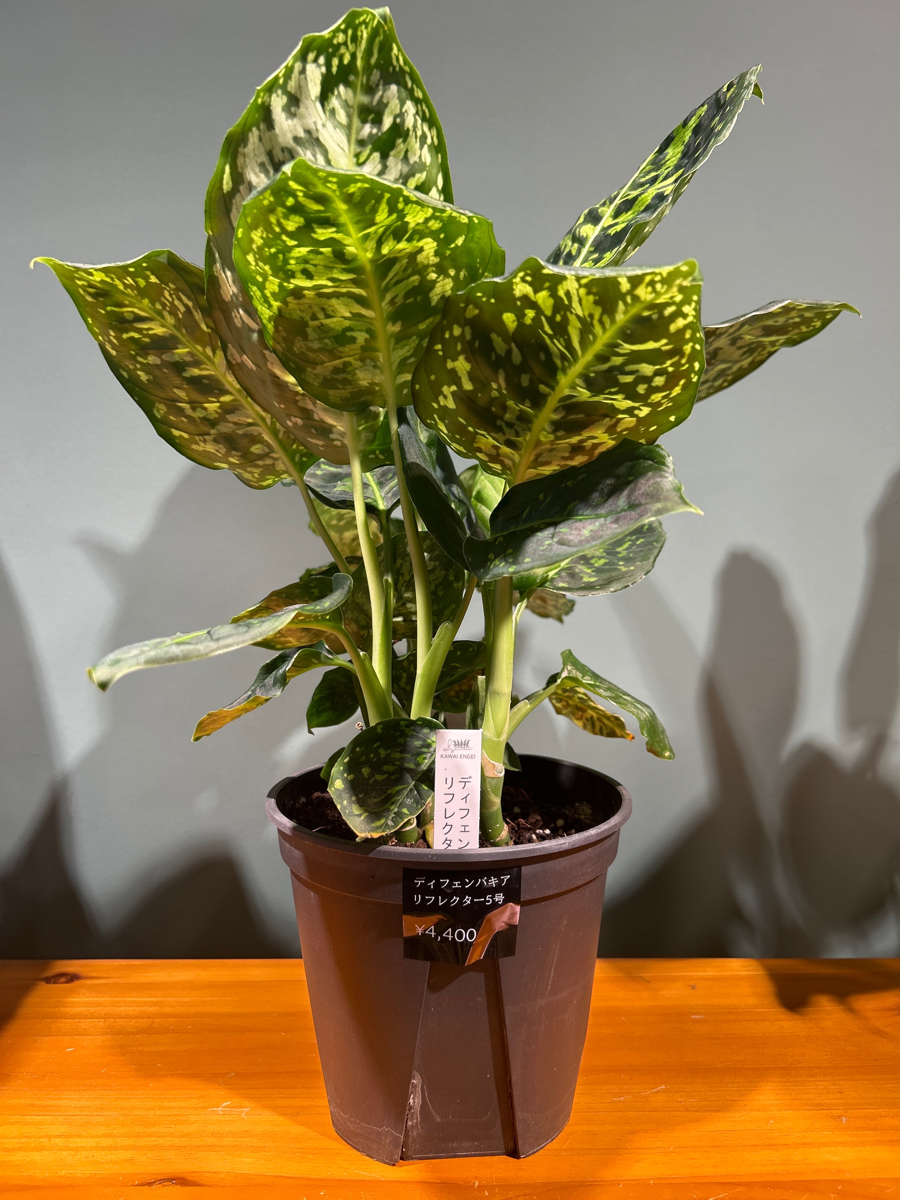 アロカシア ワトソニアナライトニング3号 | 植物との暮らし apricot