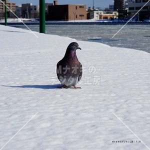 冬の鳩と釧路川　 Pigeons and the Kushiro River in winter