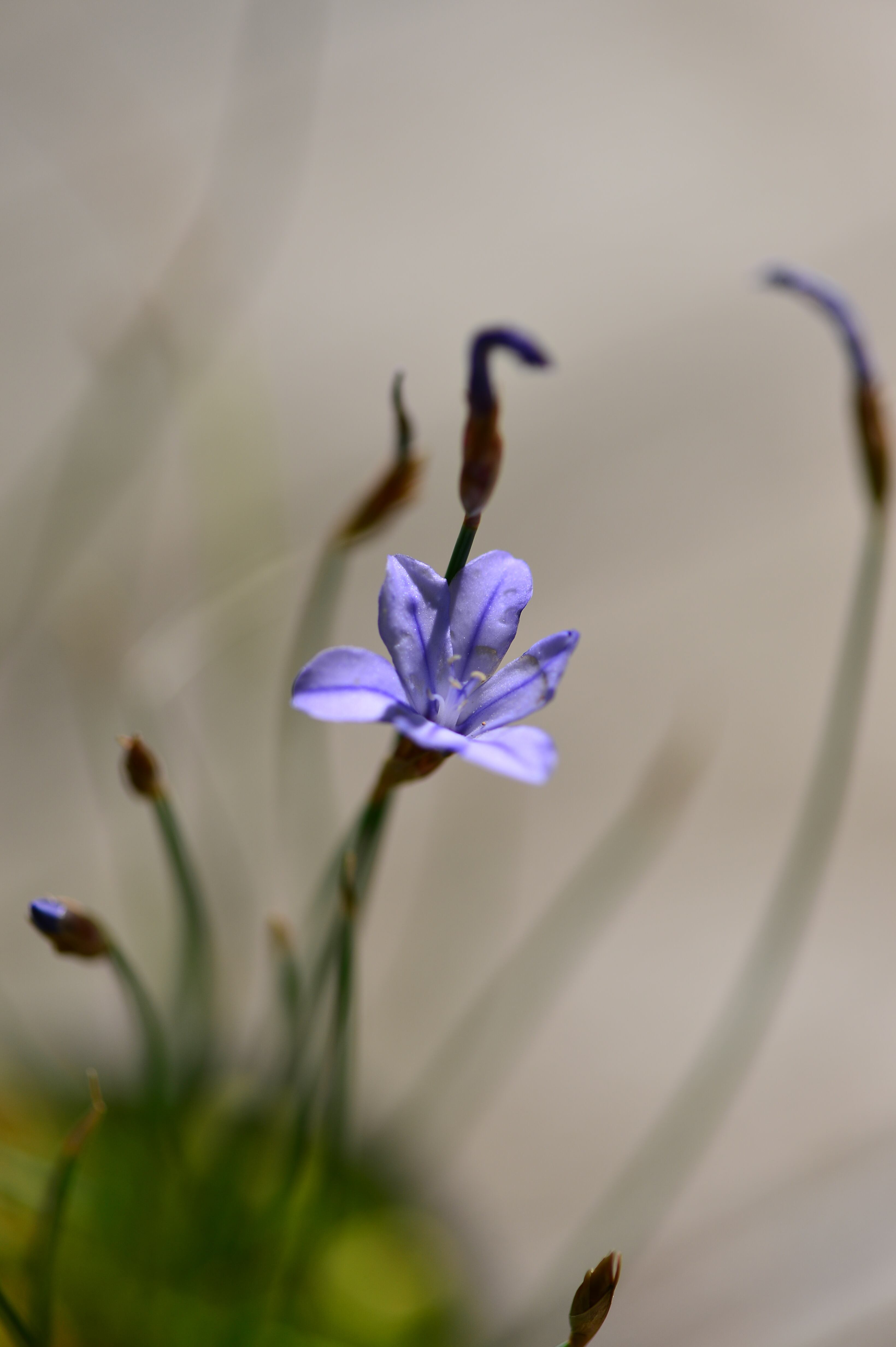 Aphyllanthes Monspeliensis アフィランテス Yatsugatake Flower Power
