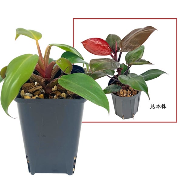P.veitchii 