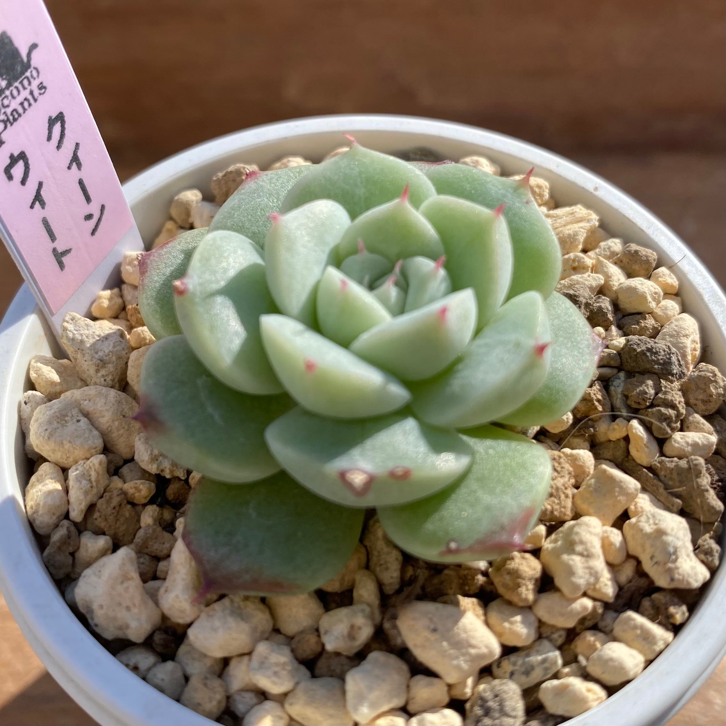 ハオルチア ピグマエアミュータント実生 特異株 | mocono_plants