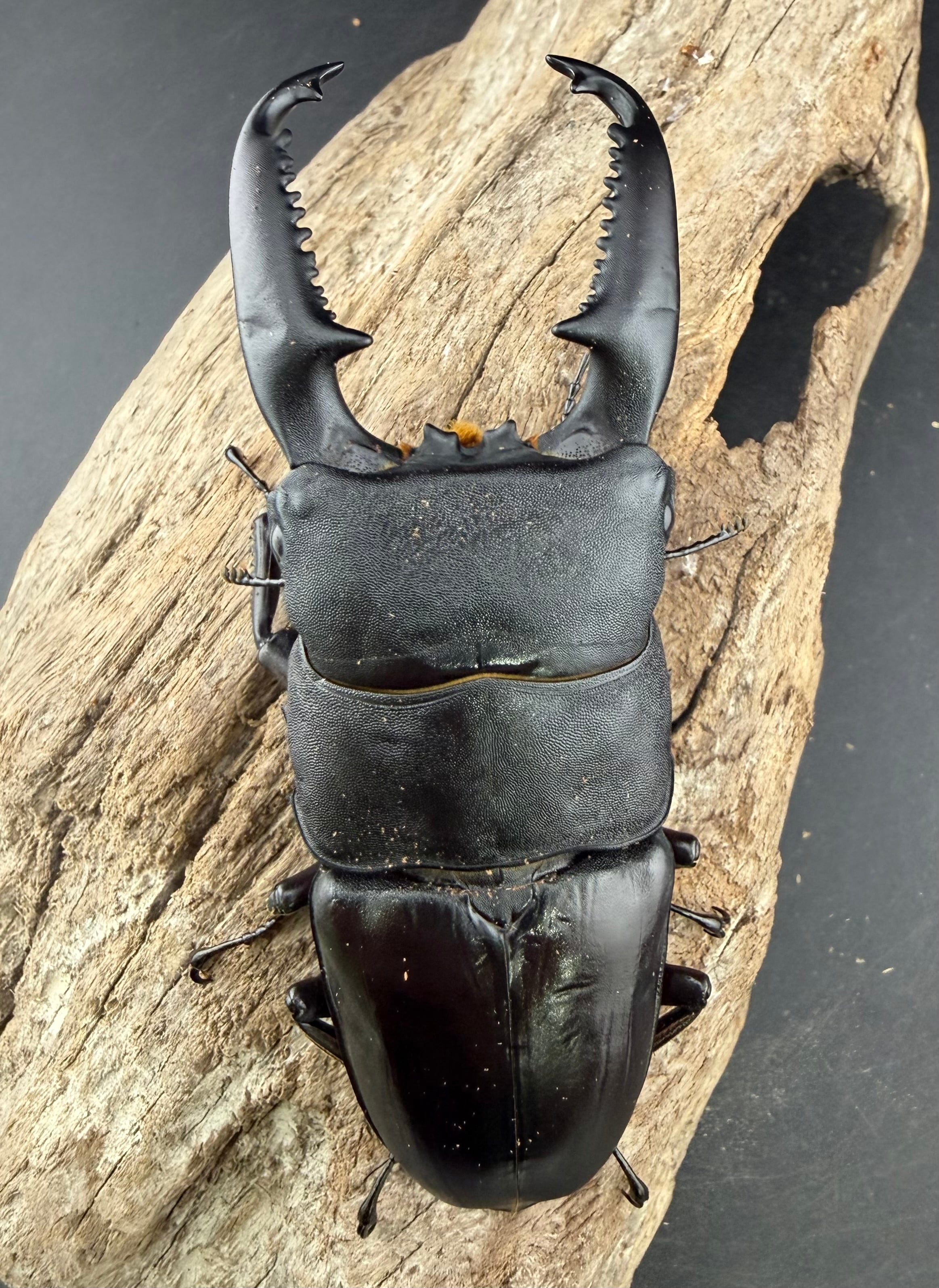 パラワンオオヒラタ マンタリガハン産 101.5mm ペア》 | KPW公式