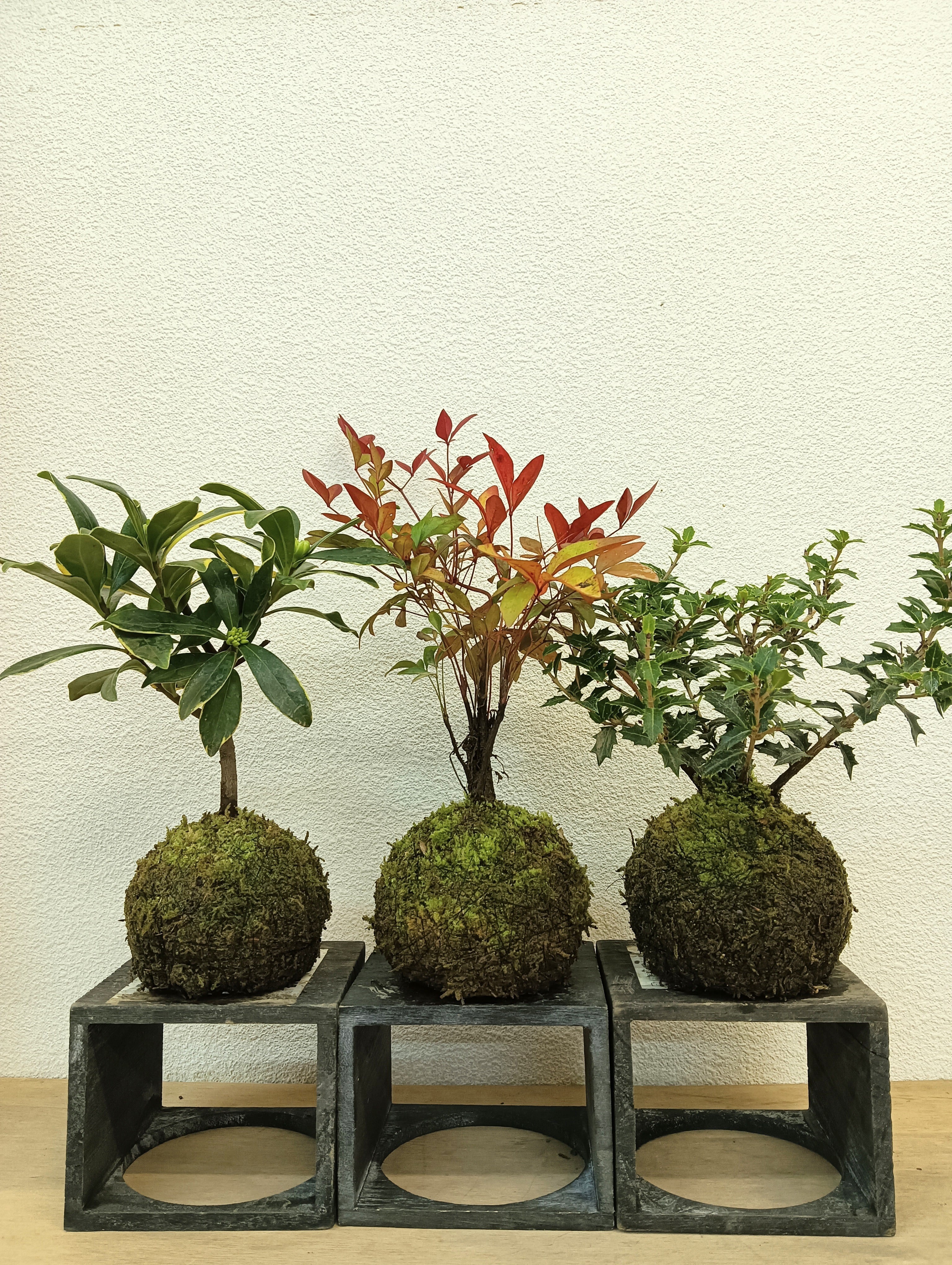 販売再開★継足品★10個セット◎ハイ苔4年物◎造園/苔玉★厚2〜3/長47幅32 nanyabu2019d.jpg