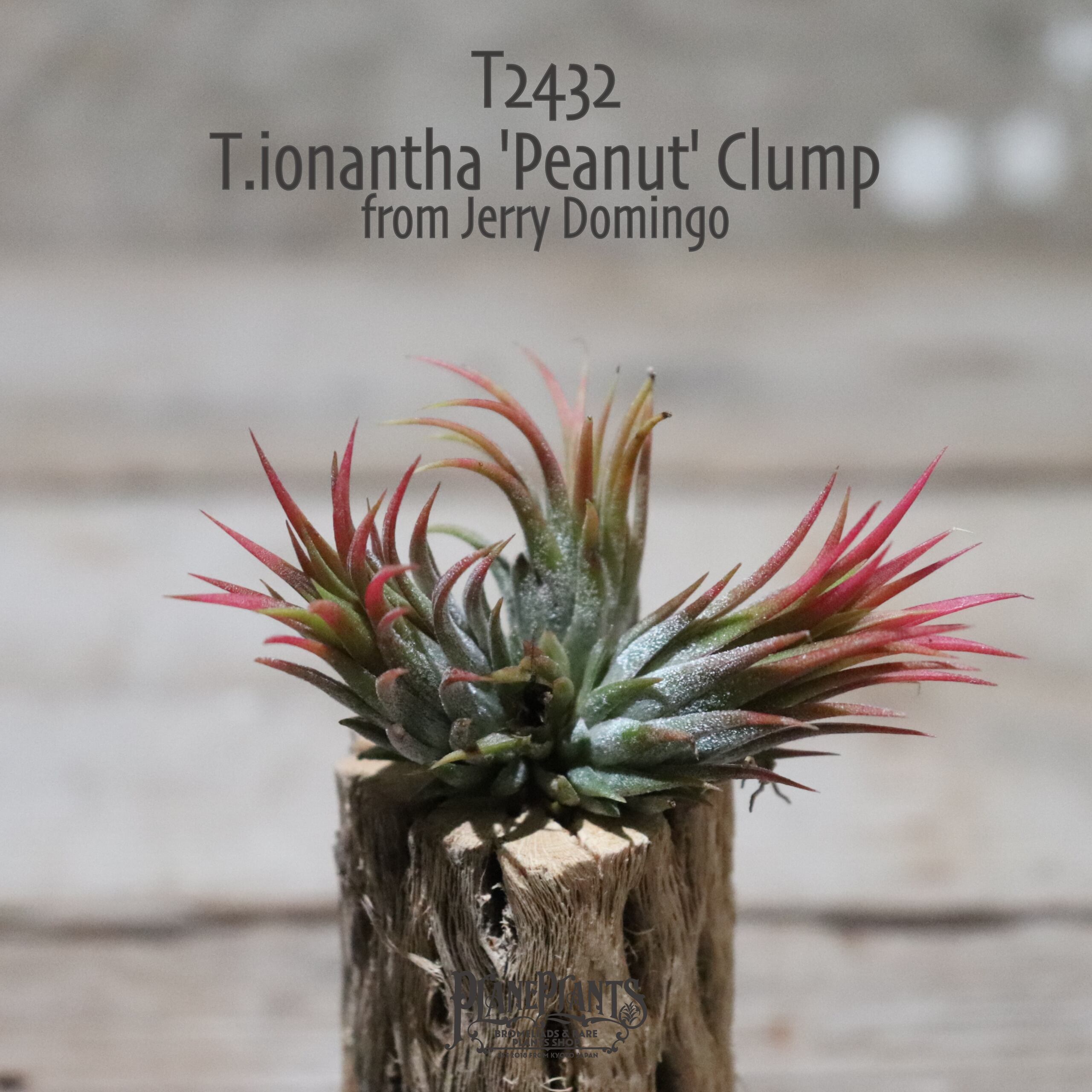 【送料無料】ionantha 'Peanuts' Clump from Jerry Domingo〔エアプランツ〕現品発送T2432