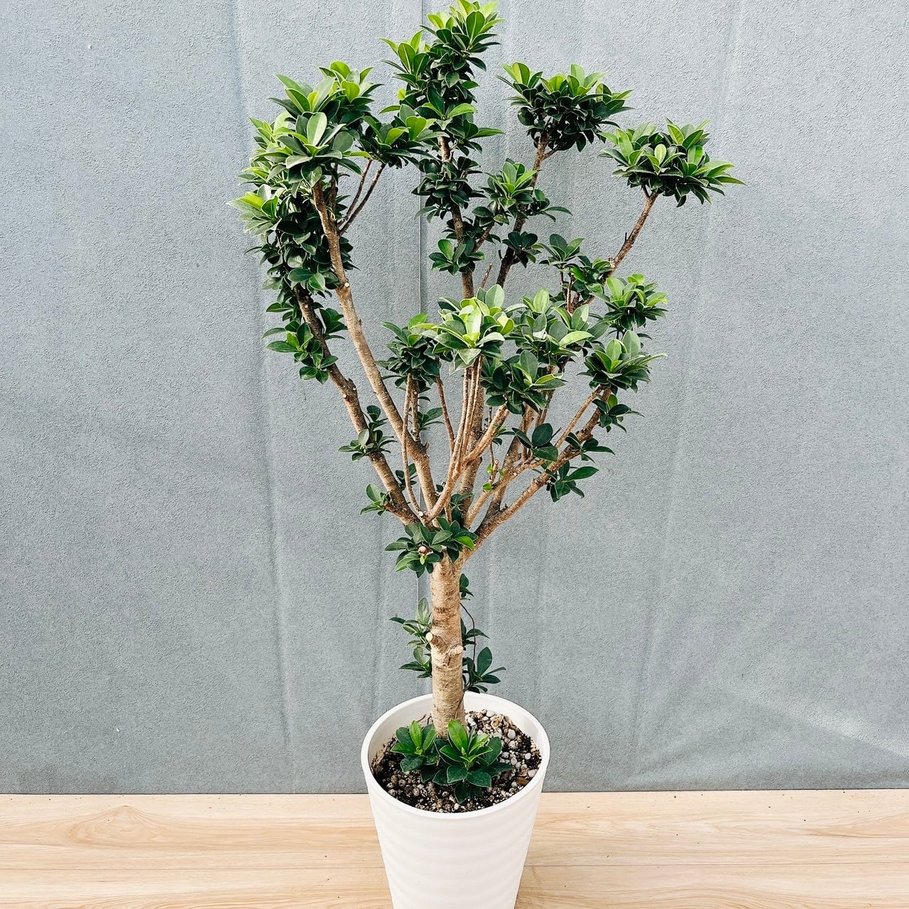 現品］34番 エバーフレッシュ 曲がり 9号 観葉植物 室内 大型 人気