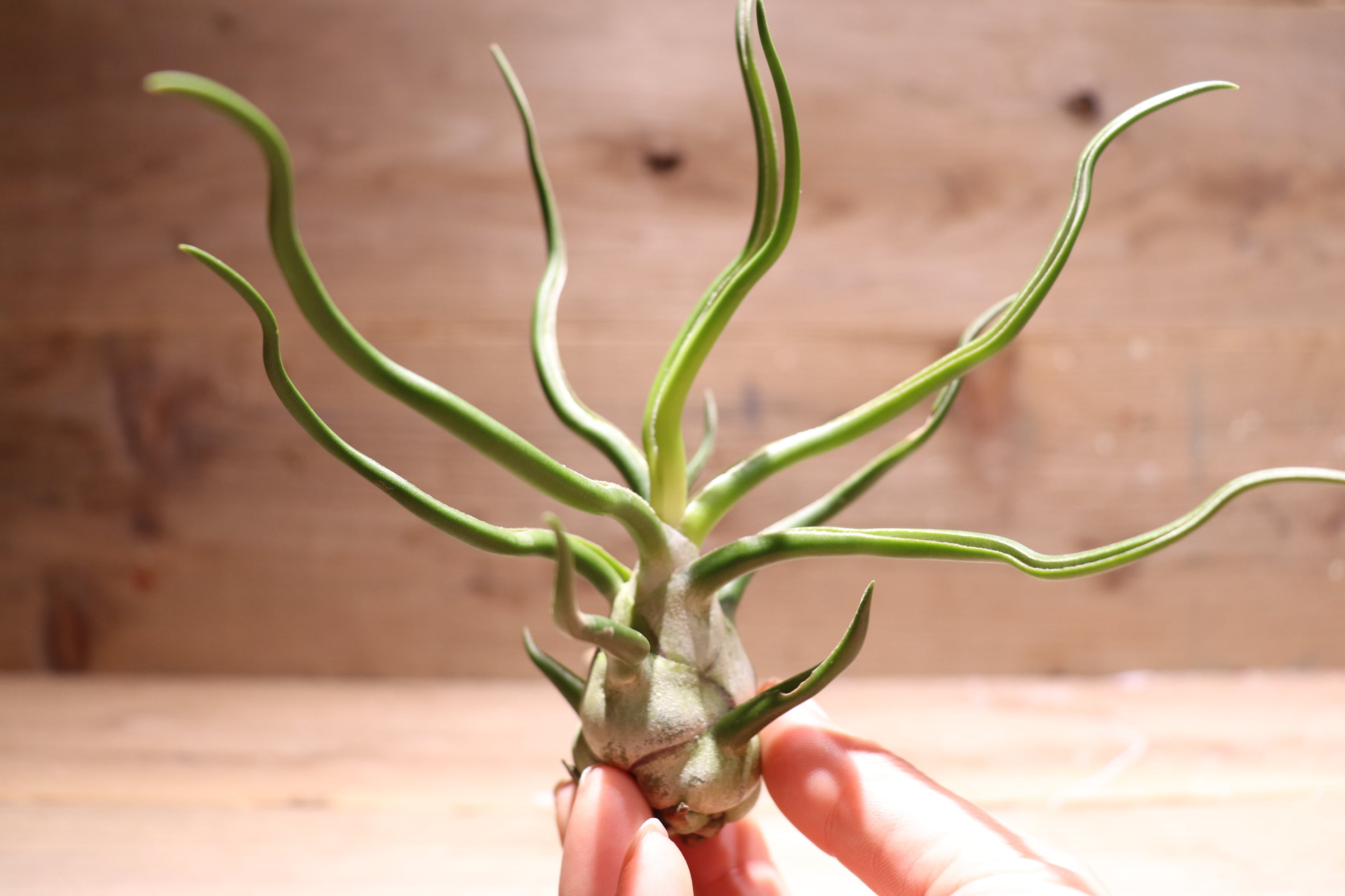 送料無料】bulbosa 'White Giant'〔エアプランツ〕現品発送T3365