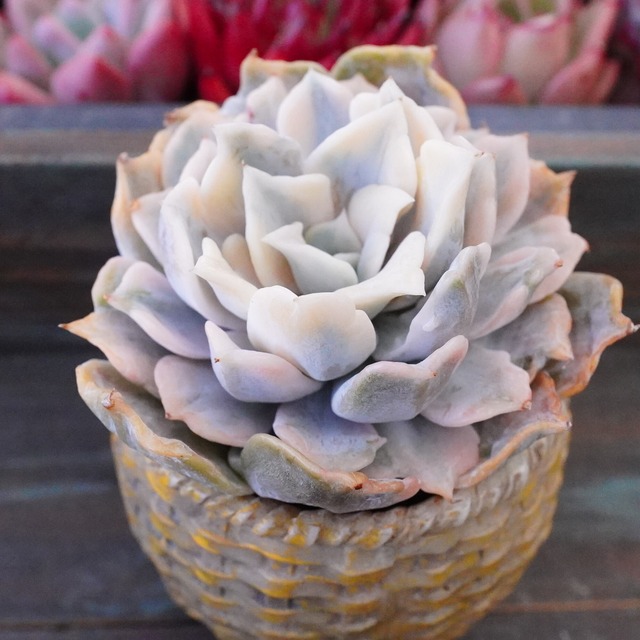 激レア【リラシナ錦】韓国多肉　斑入り　新入荷　エケベリア