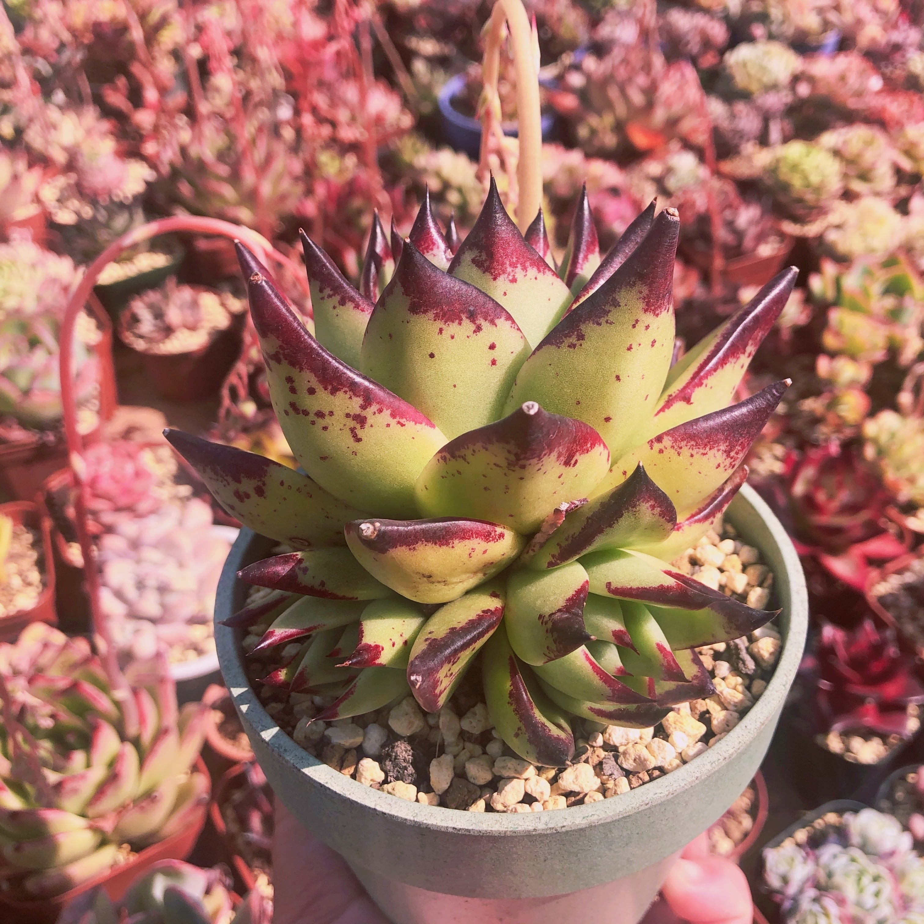 多肉植物　シリウス　 特大群生　
