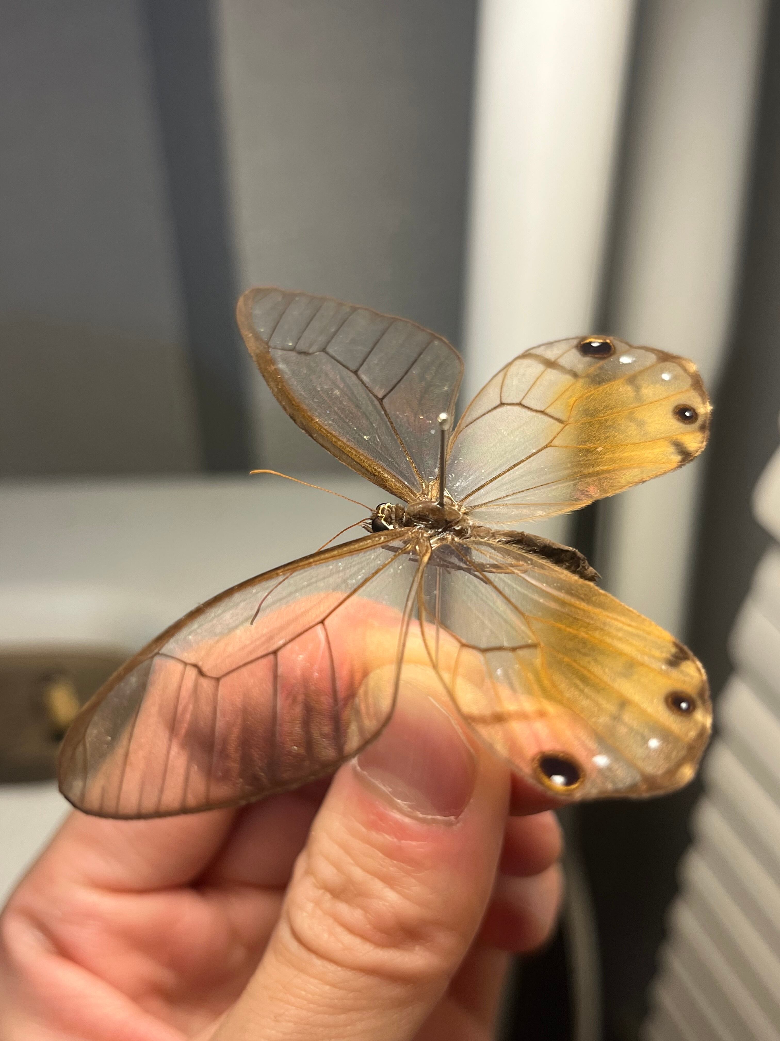 キモンスカシジャノメ アンドロメダスカシジャノメ ベニスカシジャノメ