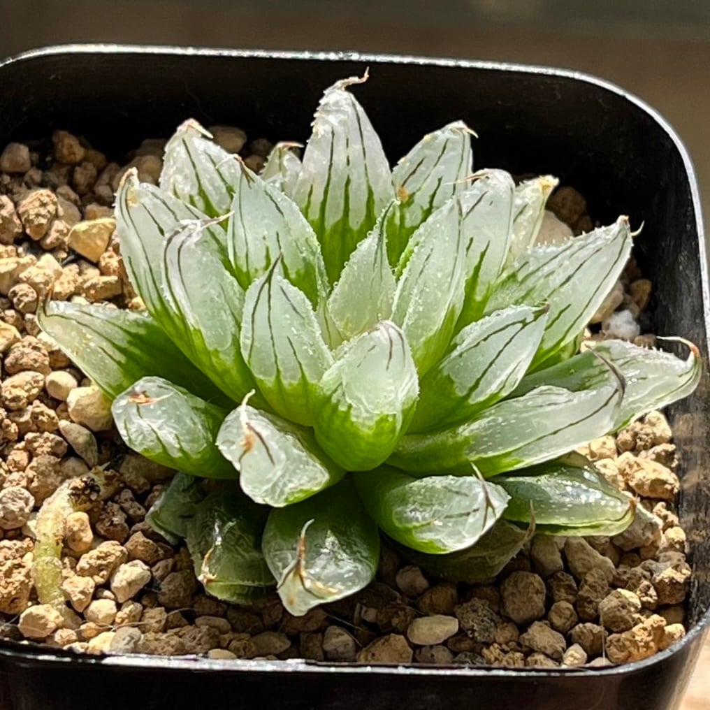 ハオルチア 白ミュータント① | mocono_plants