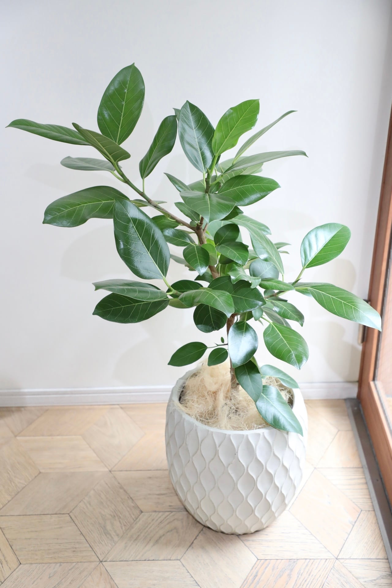 L/110cm】フィカス ベンガレンシス/Ficus benghalensis※陶器鉢カバー別