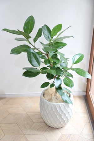 【L/110cm】フィカス ベンガレンシス/Ficus benghalensis