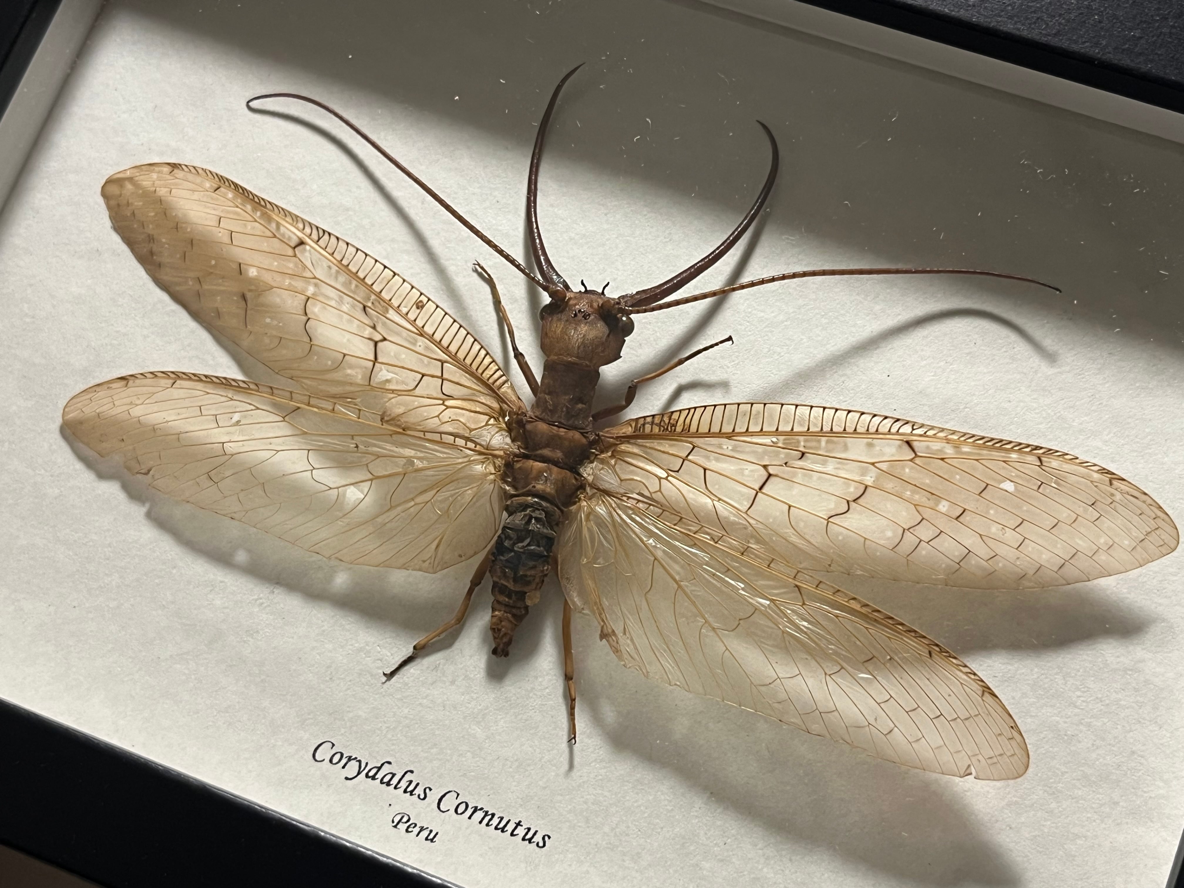 顎特大】オオアゴヘビトンボ ペルー産 奇蟲 タランチュラ ムカデ 標本