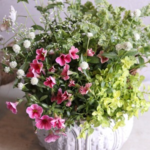 寄せ植え　カリブラコアスィーツのシャビーなの寄せ植え｜届いてすぐ飾れる完成品｜玄関にオススメ｜新築・開店祝いギフト｜モンディマンシェ