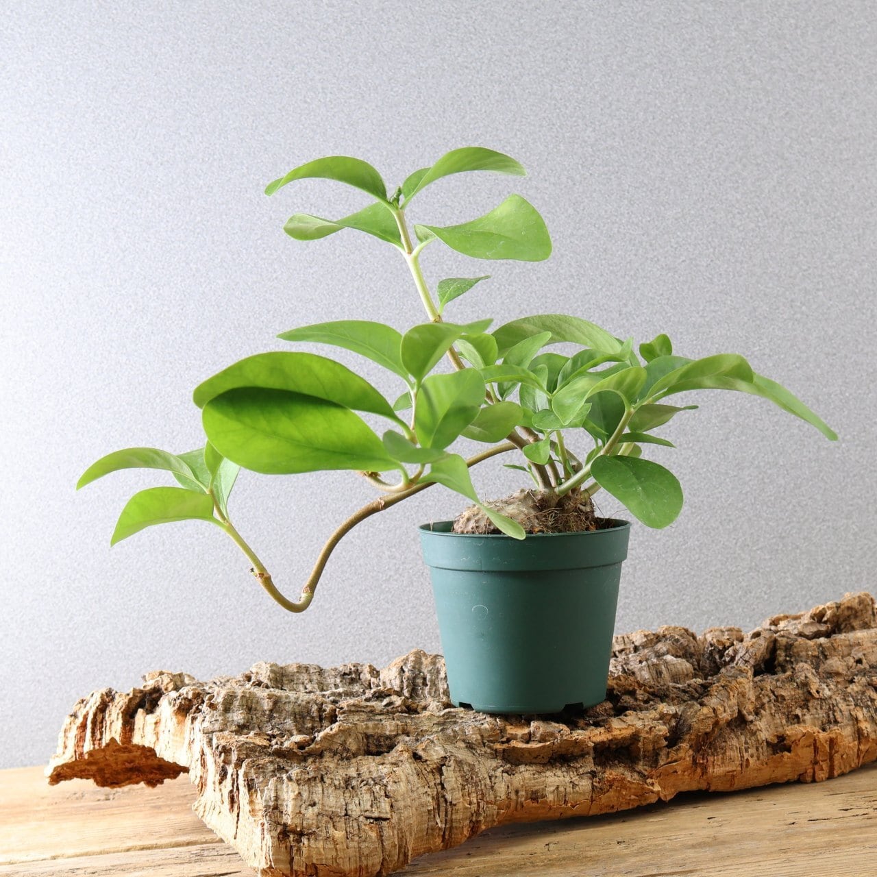 359 アリと共生する不思議植物『ヒドノフィツム フォルミカルム』観葉