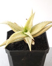 カット苗 アロエ ソマリエンシス オーレア錦？ 糊斑？ Aloe somaliensis 'Aurea Variegated'