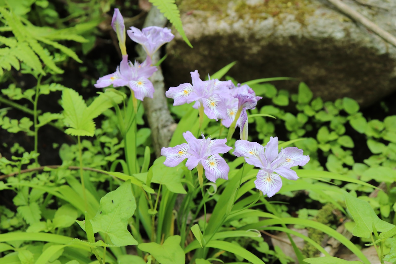 ヒメシャガ(姫射干)7,5cm〜9cmポット【山野草】の画像02