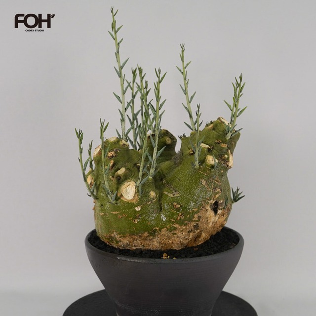 F59 アデニア ペチュエリー Adenia pechuelii ナミビア産 発根済み 現地球