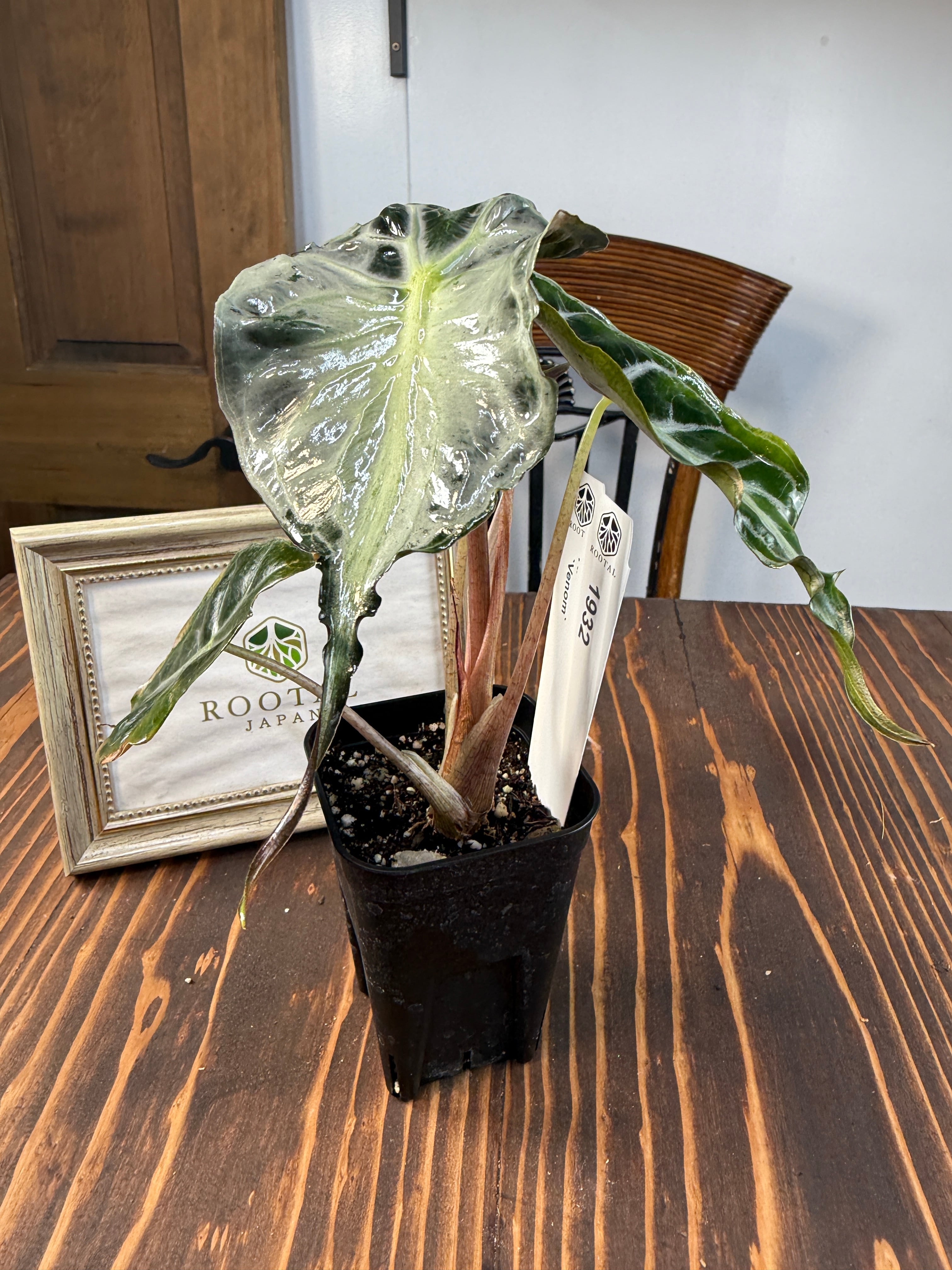 ☆1932【希少種】アロカシア ヴェノム（2.5号ロング硬質ポット）※送料