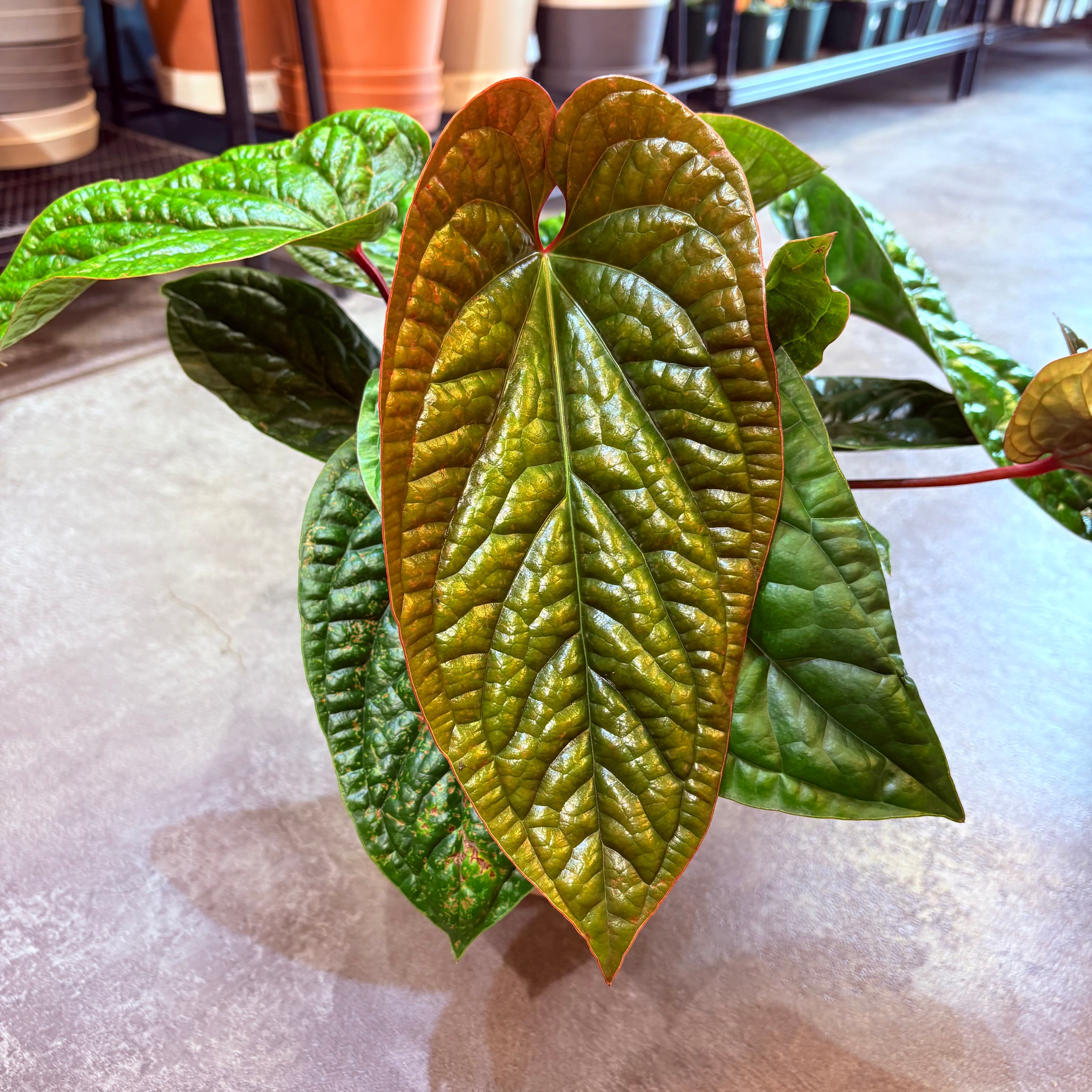 アンスリウム ルクスリアンス×ラディカンス 5号【荒木植物園さん