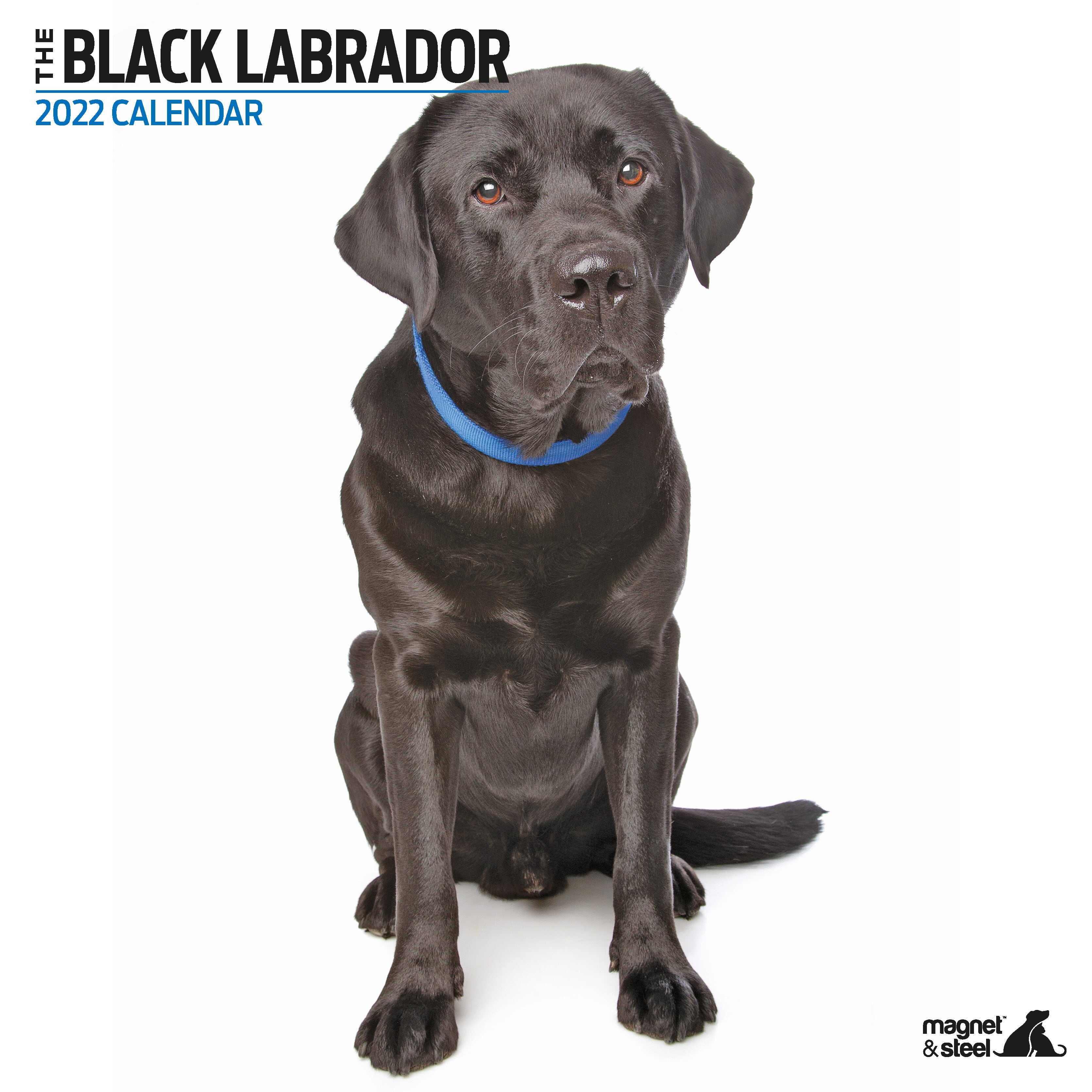 英国直輸入カレンダー ラブラドール ブラック Modern わんこのピース 英国直輸入カレンダー ラブラドール ブラック Modern わんこのピース