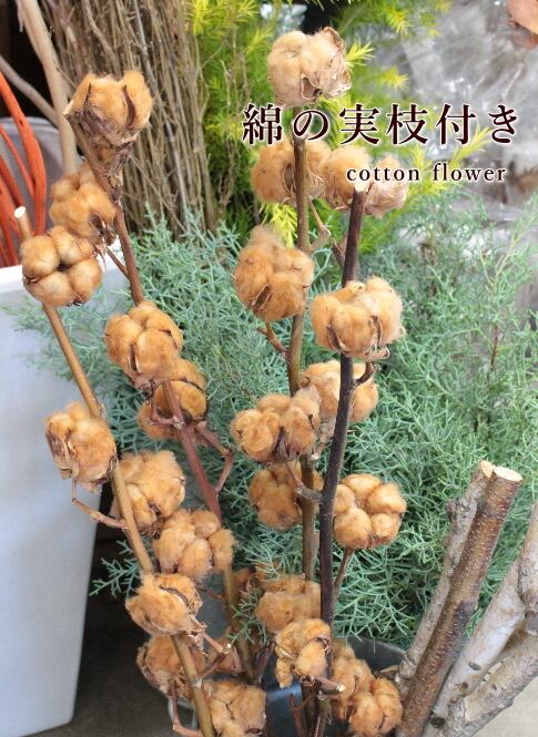 綿の実 枝付き 7輪 ブラウン（茶色） コットンフラワー ドライ