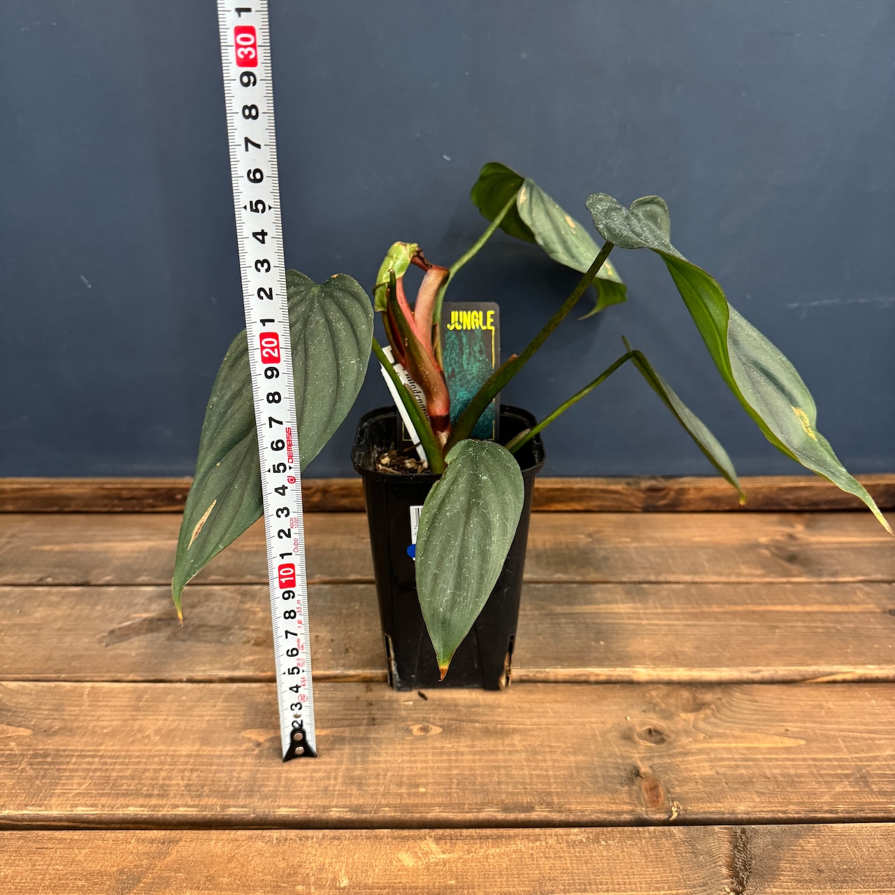 【クリアランス】フィロデンドロン sp コロンビア【1045】