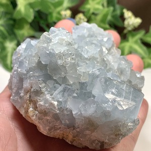 4.空色セレスタイトに住み着いているフローライトハリネズミさん