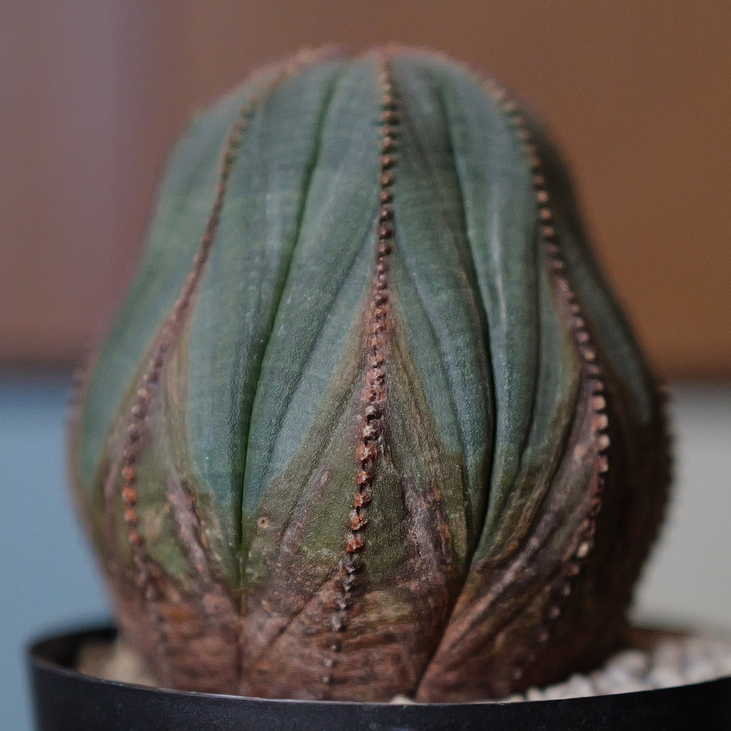 美模様 オベサ | LIGHTHOUSE.PLANTS - 海外実生株のオベサなど輸入植物