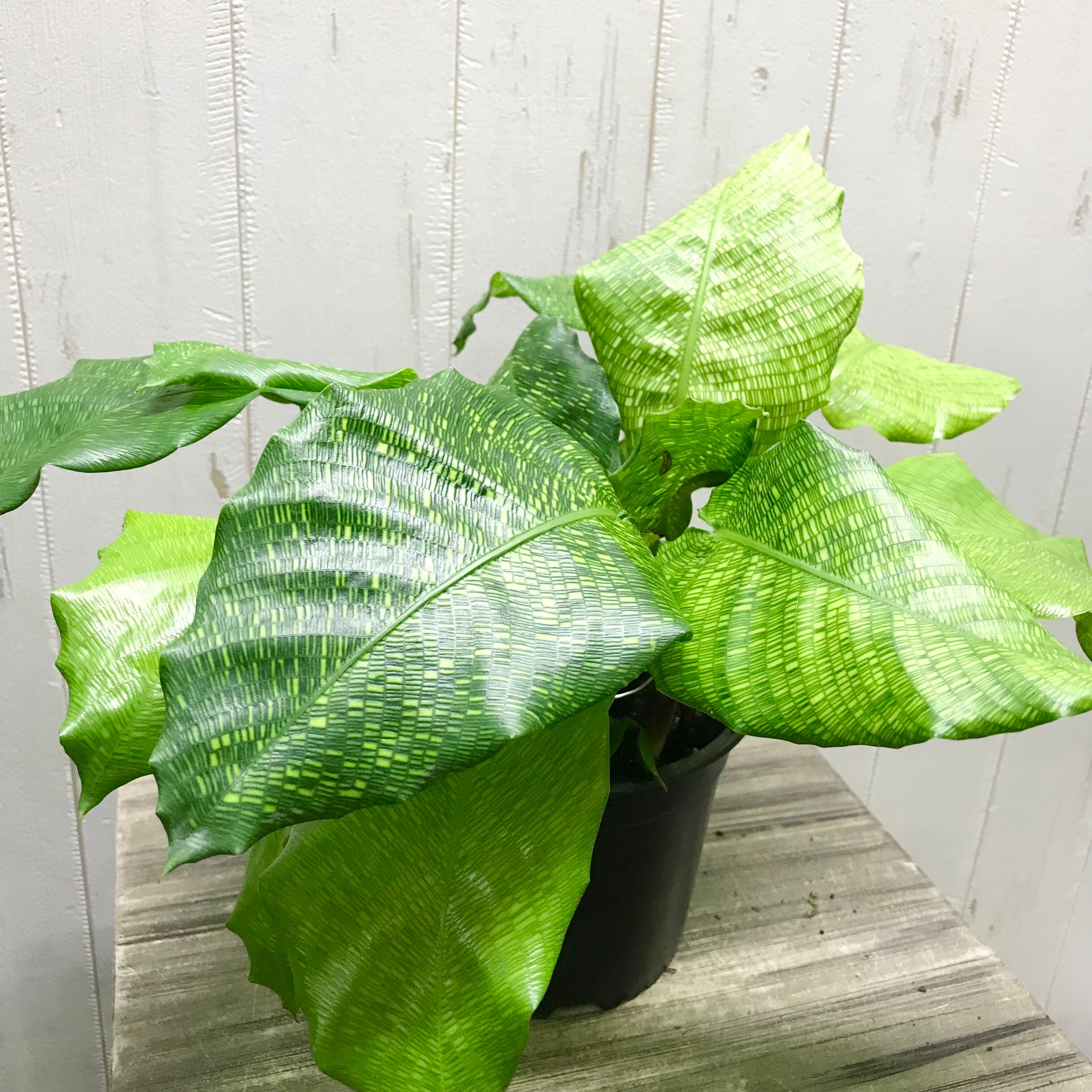 最大95%OFFクーポン カラテア モザイク Calathea musaica 立派株 7号鉢