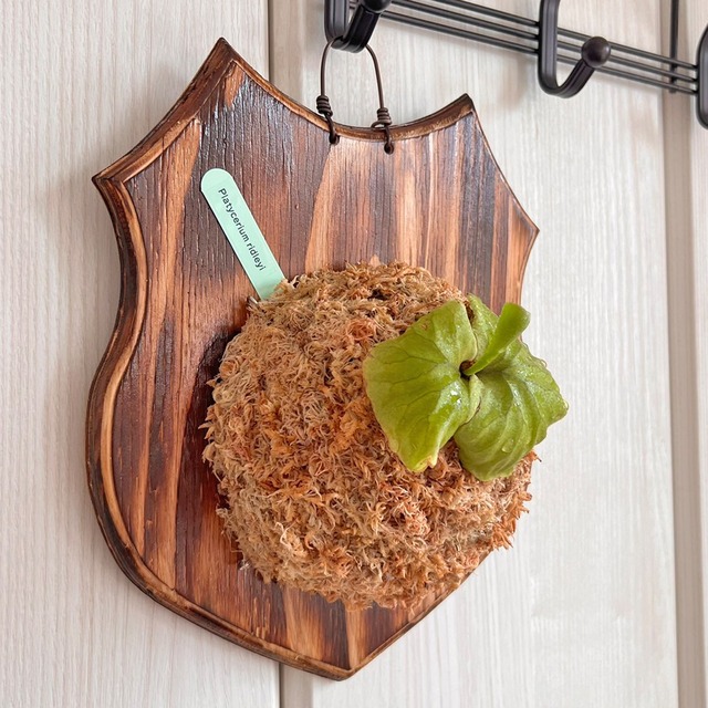 ビカクシダ リドレイ 板付 【観葉植物 室内 コウモリラン】