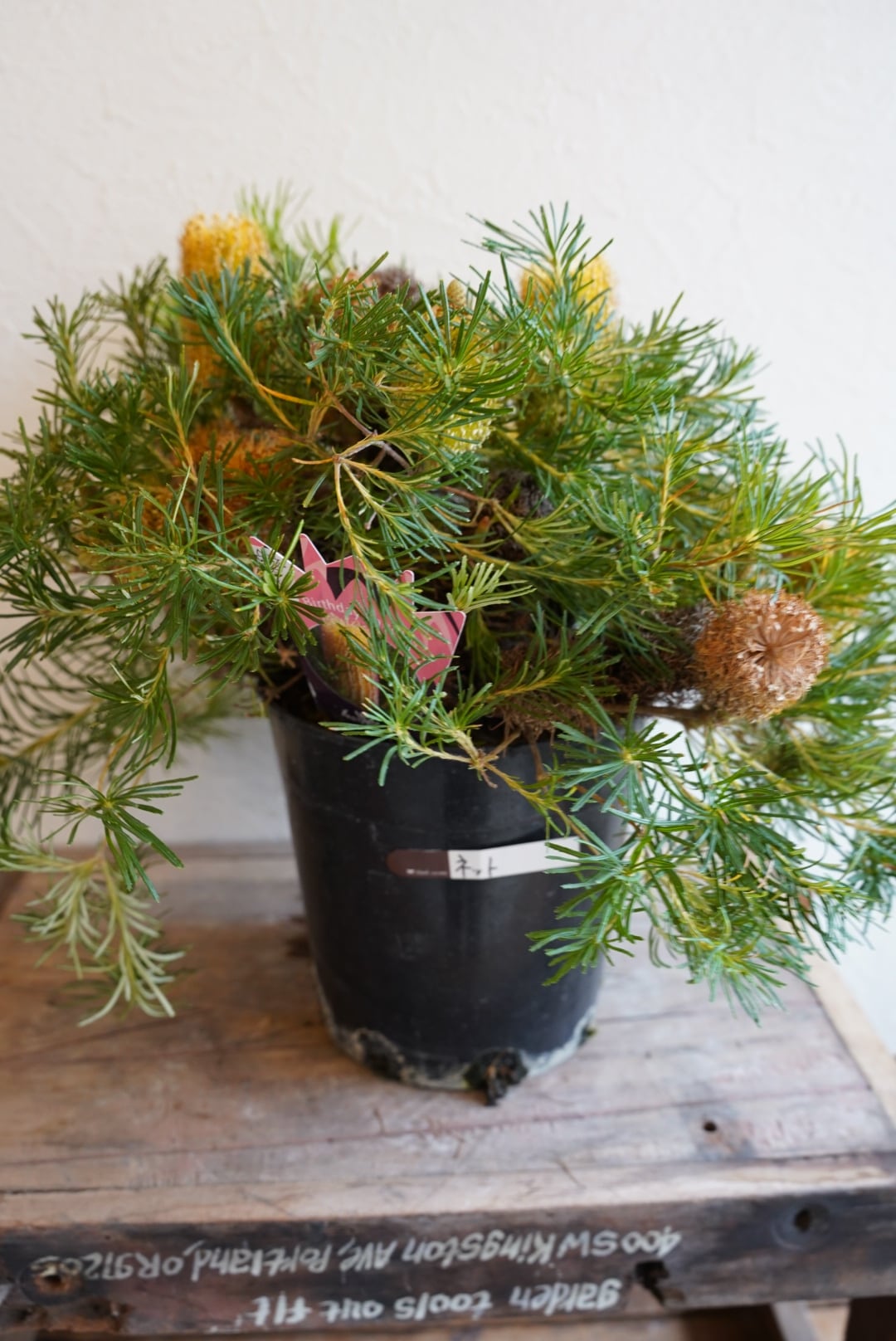 オージープランツ | 沼ノ上農園