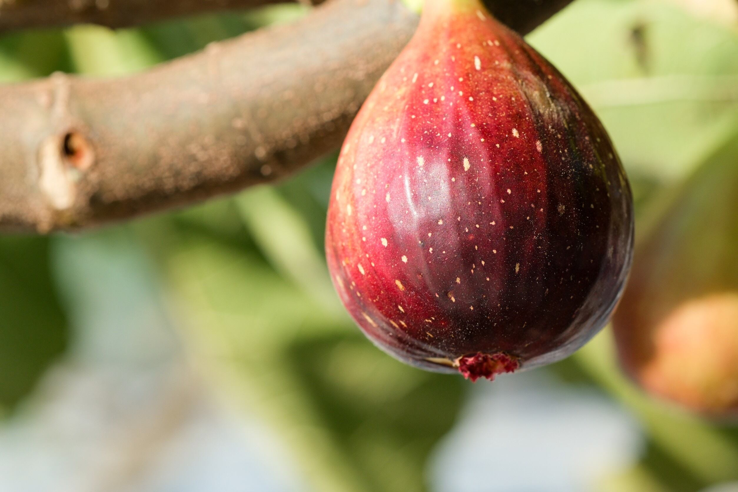 いちじくローゼルジャム