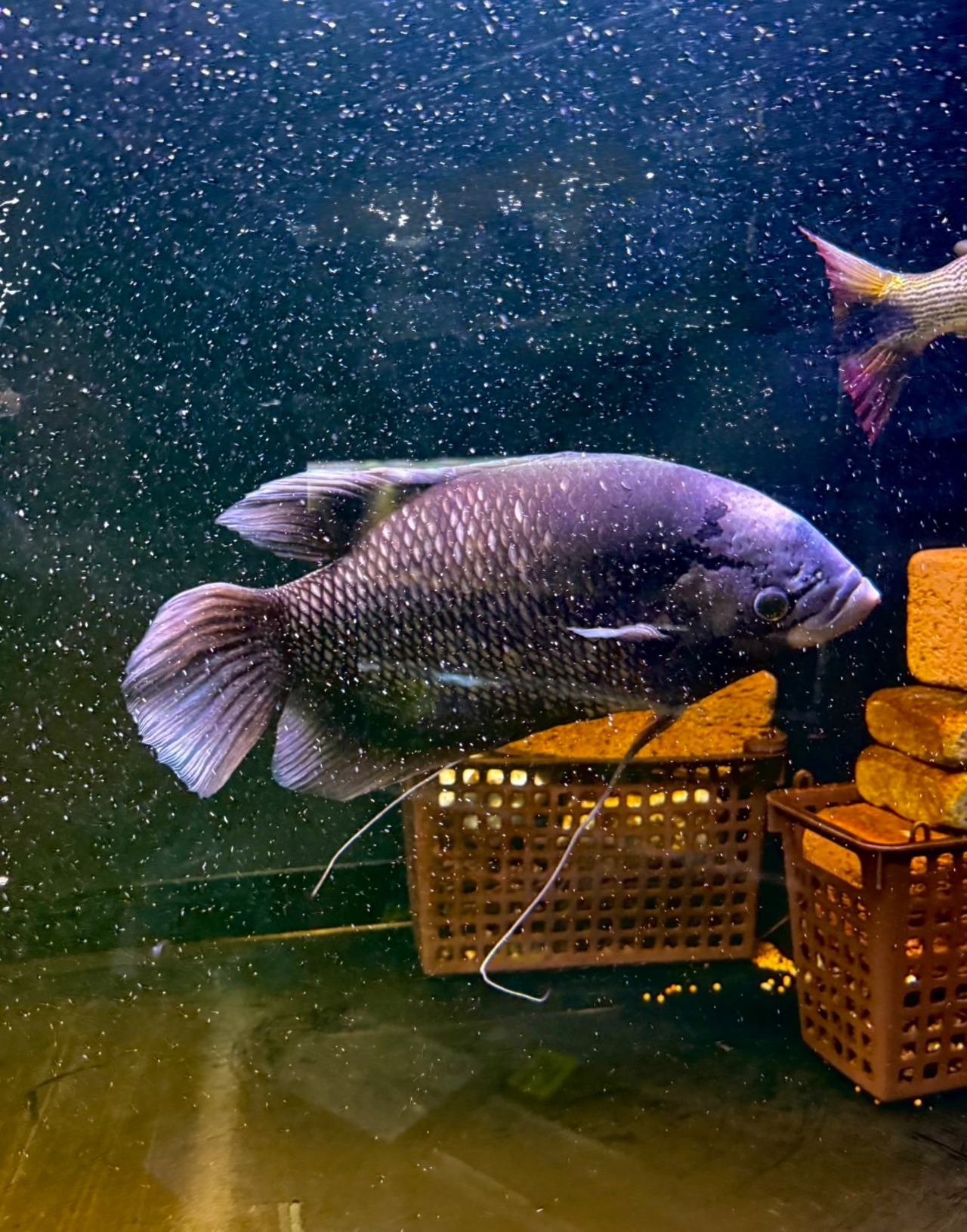 イエローフィン・ジャイアントオスフロネームスグーラミィ❷ - 3