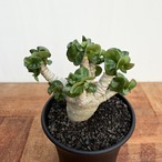 Adenium arabicum "Curly"【アデニウム・アラビカム・獅子葉】