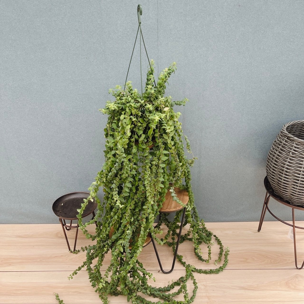 現品］36番 ユッカ エレファンティペス 斑入り 10号 観葉植物 室内