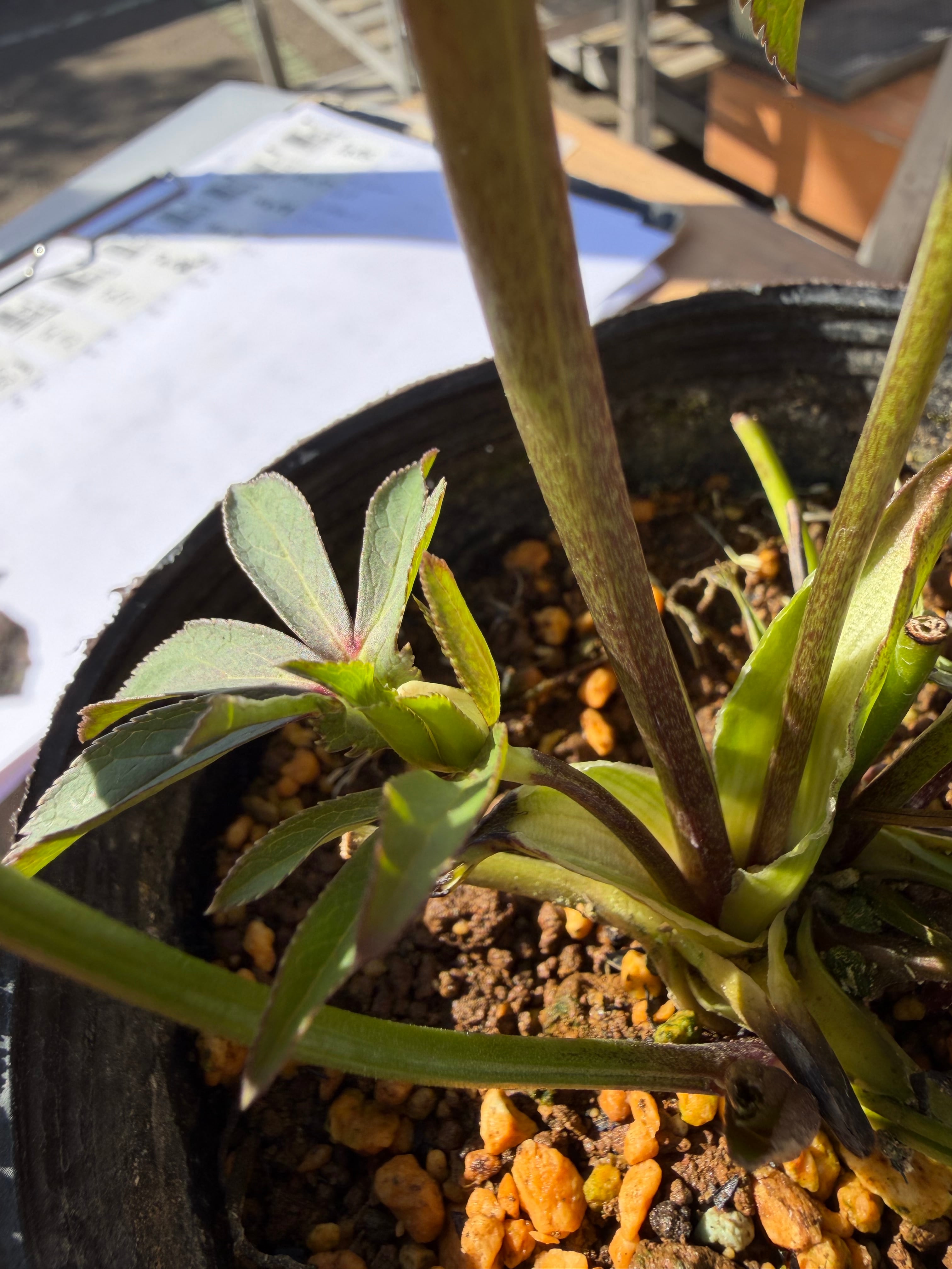 ポーセリンhyb.dd 大木ナーサリー クリスマスローズ【Og14】送料無料