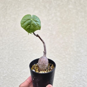 ②〔フィルミアナ・コロラータ 〕Firmiana Colorata Sterculia colorata  塊根植物 コーデックス