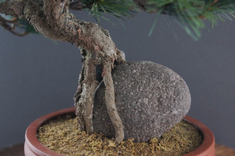 盆栽 松 Pinetree Bonsai #78 | Oh! BONSAI