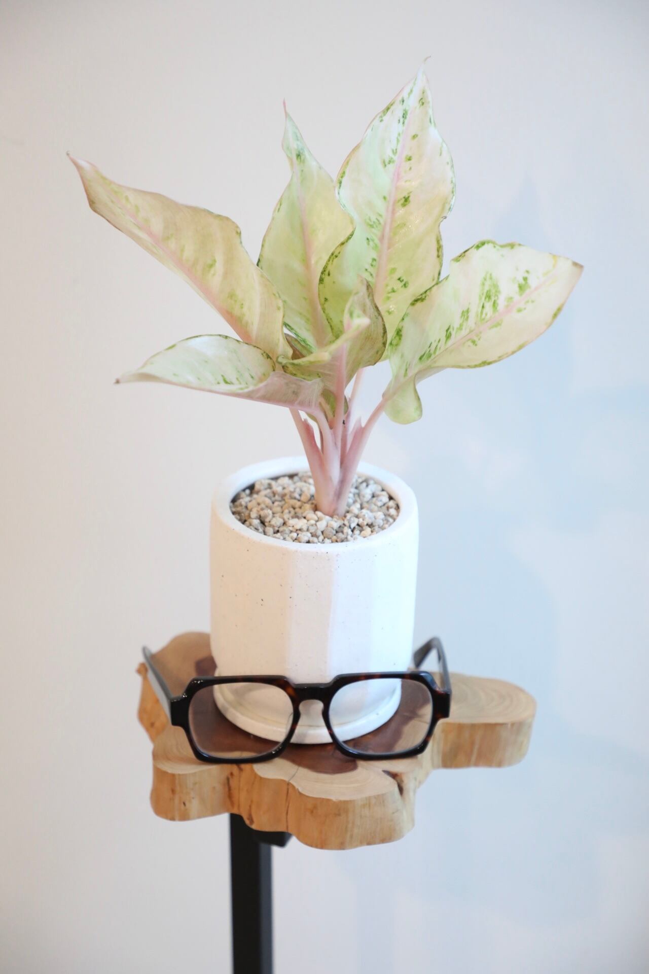 S】【希少】アグラオネマ ハイブリットフローズン/Aglaonema S】【希少】アグラオネマ ハイブリットフローズン/Aglaonema