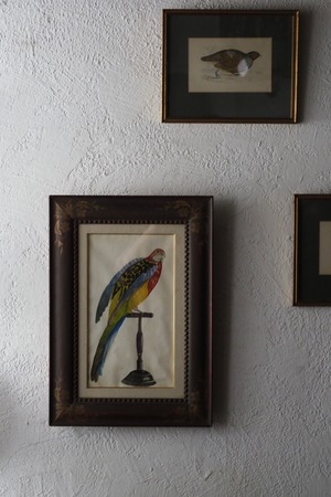 インコを描いた水彩画額縁-vintage watercolor frame