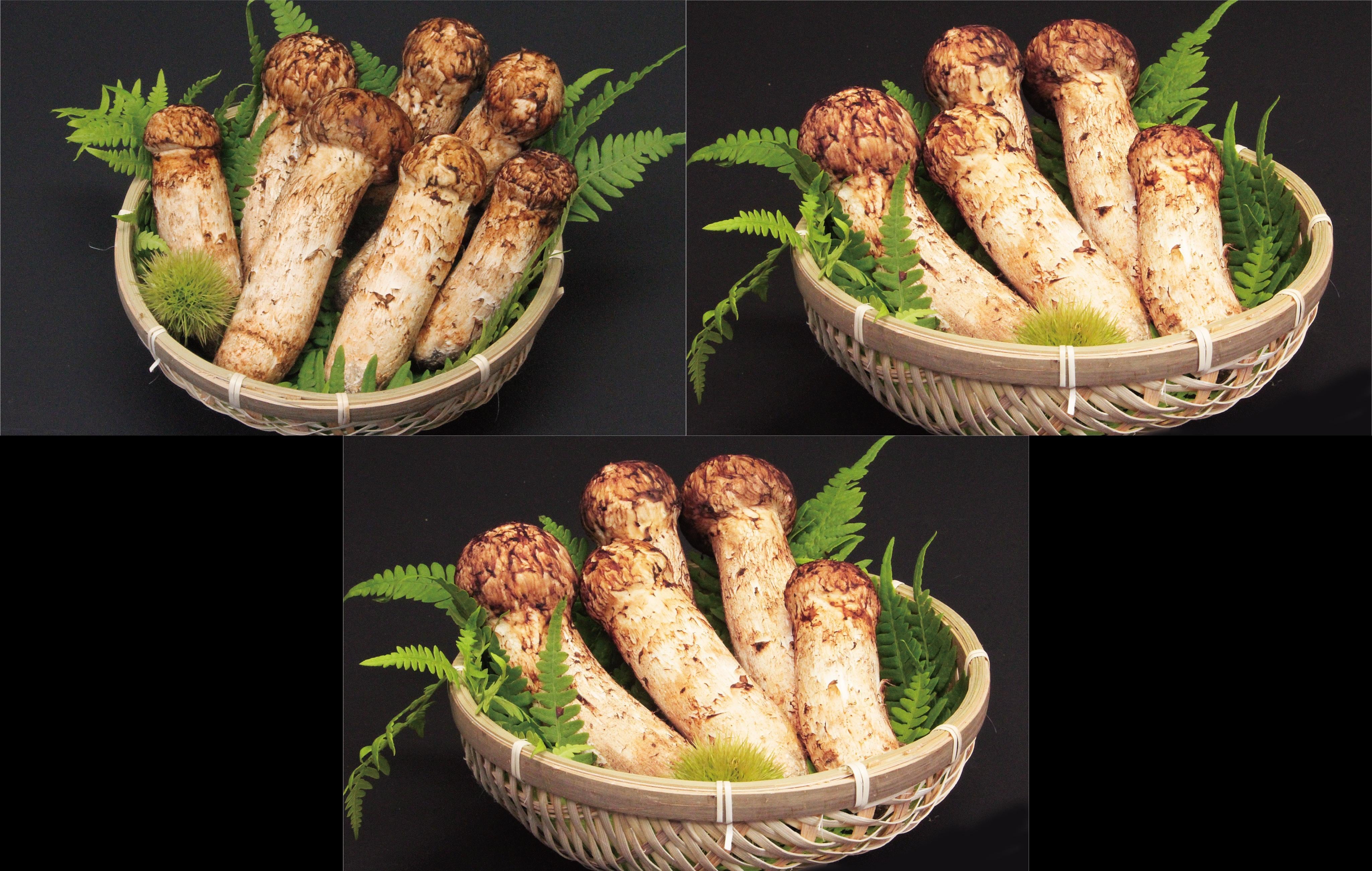 t.i　岩手県久慈市産松茸400g 岩手県産松茸400グラム 岩手県産松茸化粧箱 25枚セット 岩手