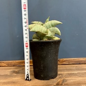 サンスベリア(サンセベリア) ホビット【704】