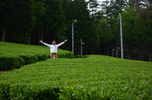 初めての朝宮茶セット