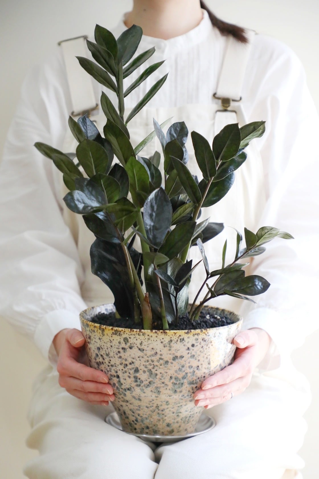 M】ザミオクルカス レイヴン/Zamioculcas zamifolia Raven | 【厳選