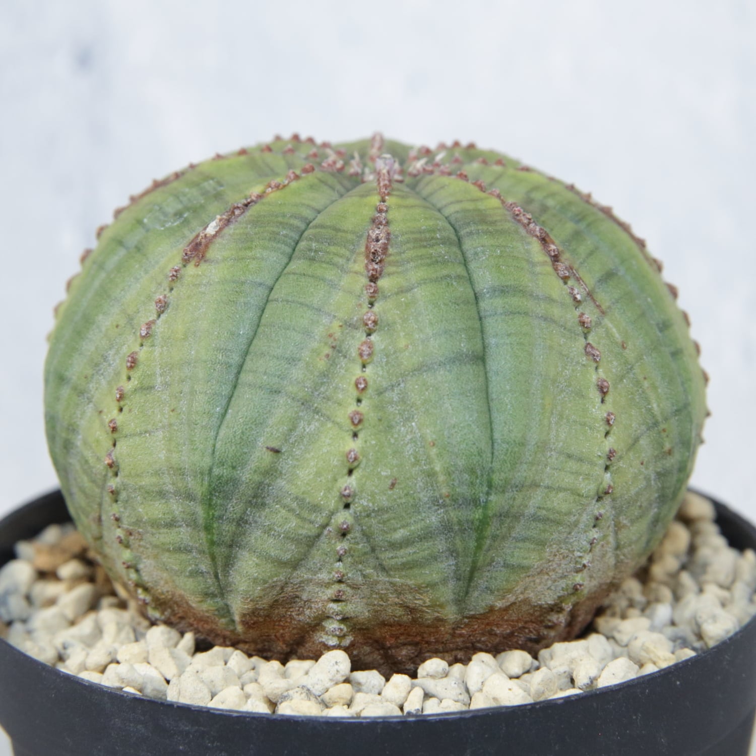 メス株 扁平 オベサ / ユーフォルビア | LIGHTHOUSE.PLANTS - 海外実生