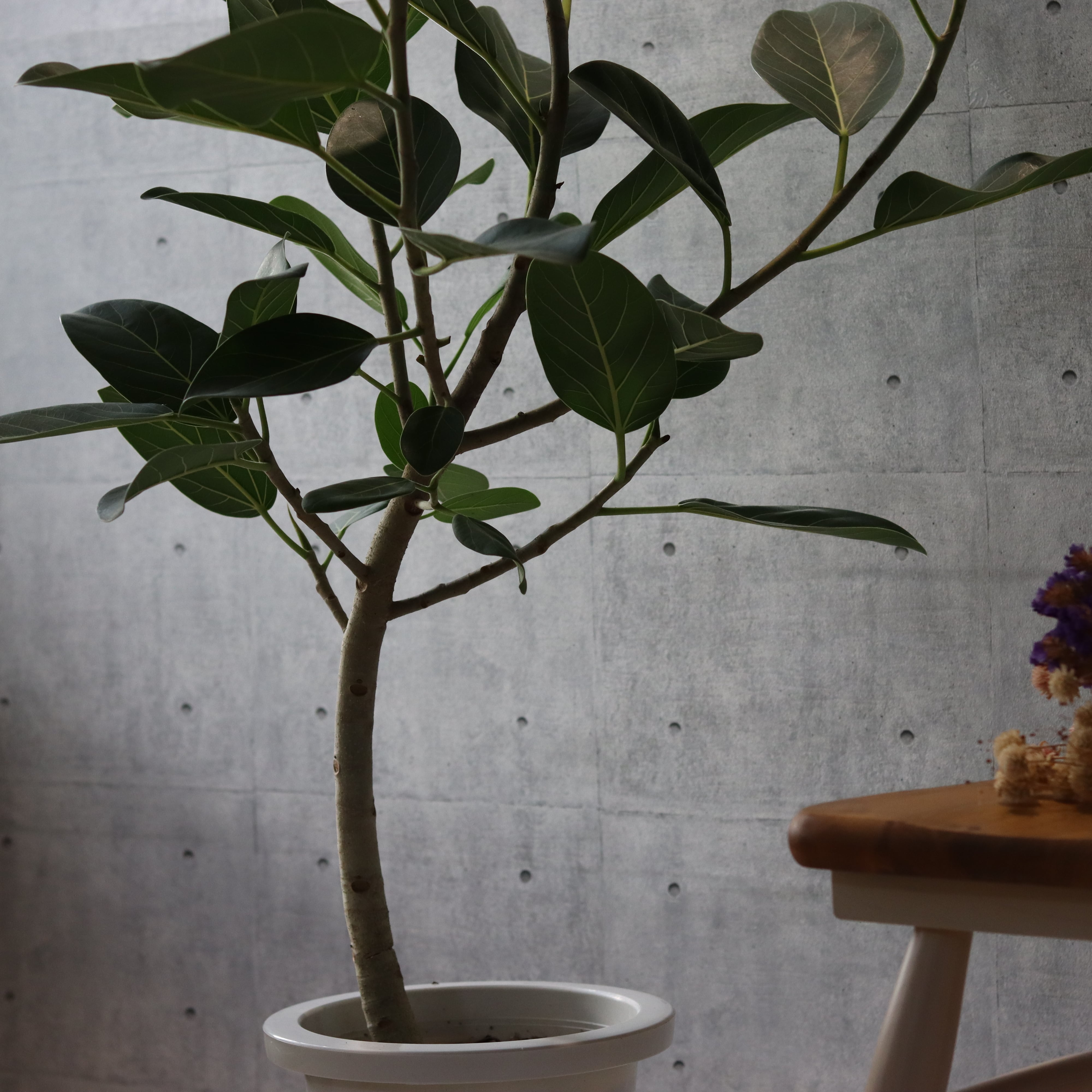 【大型魅力美形◎】 フィカス ベンガレンシス 曲がり仕立て 観葉植物 室内 大型