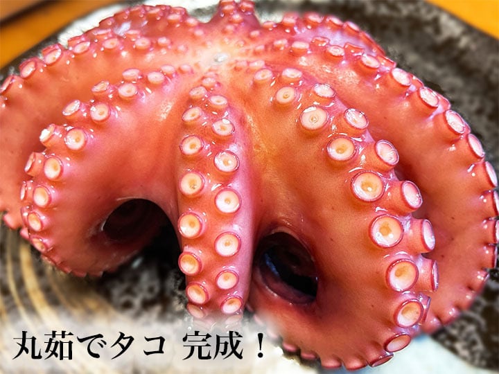 日間賀島産タコ Lサイズ | 日間賀島産タコ直送店